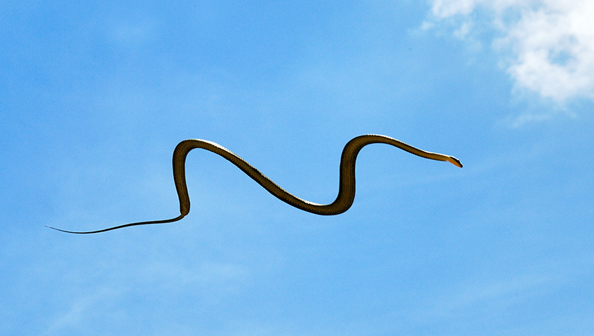 snake in the sky